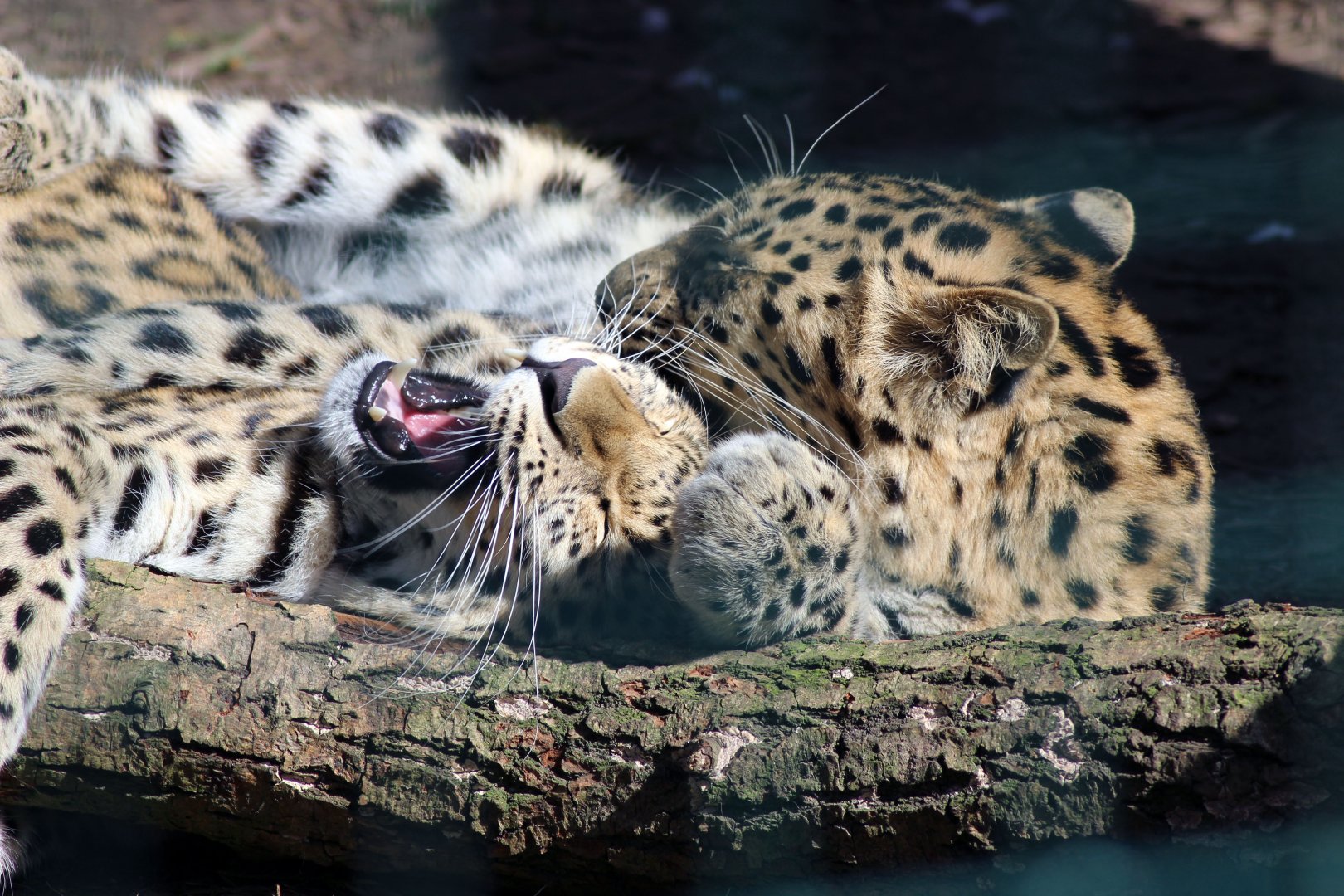 I guess that's what you call a cat fight