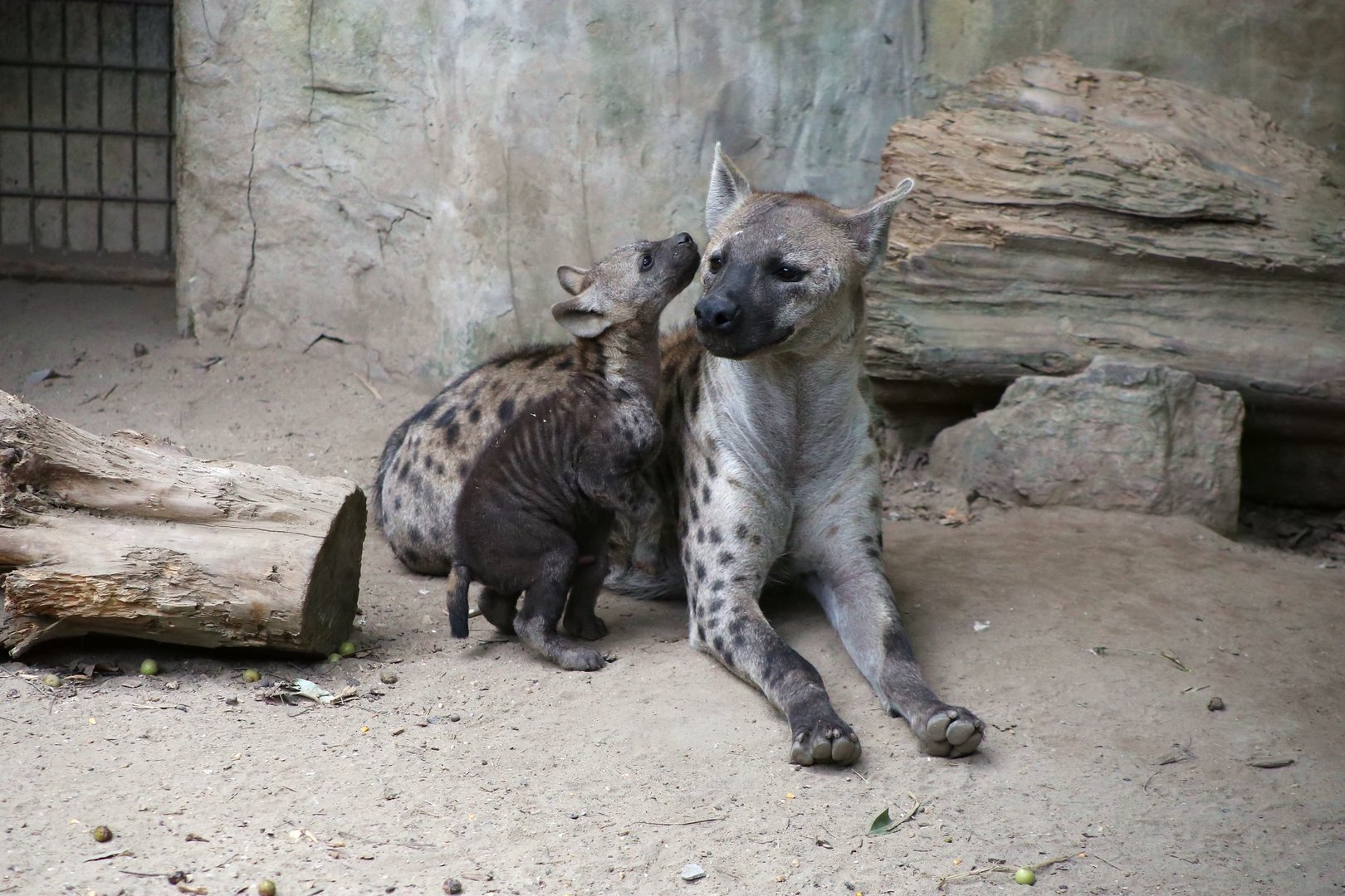 “I have something to tell you, mom!”