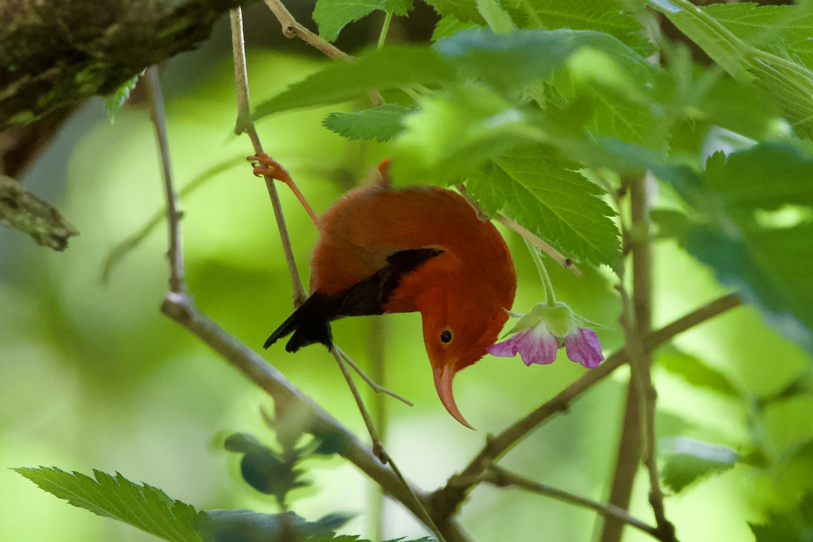 ʻIʻiwi/ Drepanis coccinea