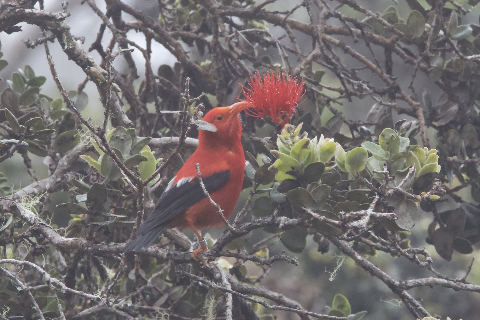ʻIʻiwi/ Drepanis coccinea