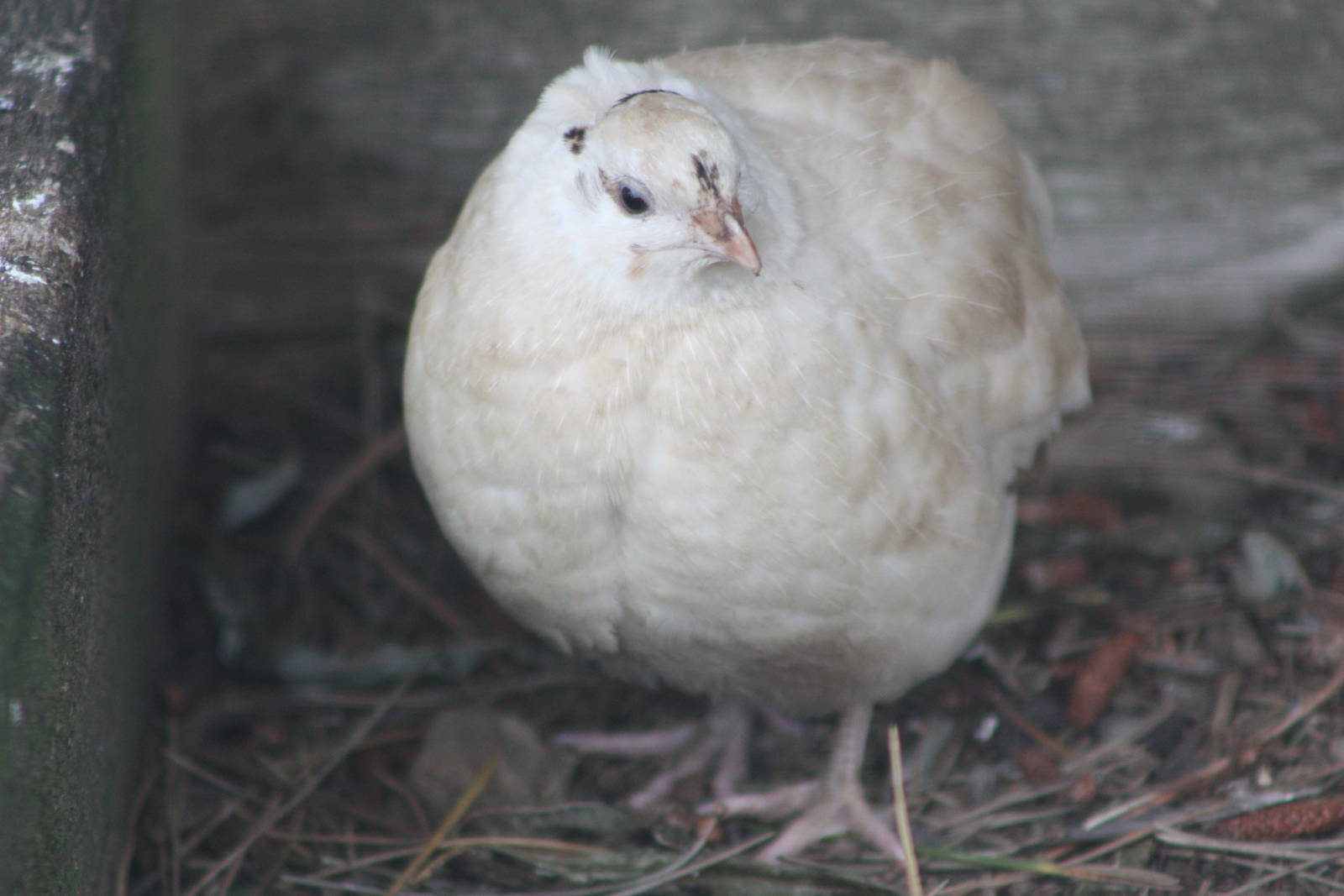 I like this Quail! 21st August 2014