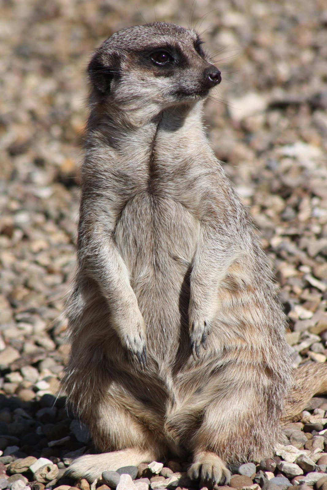 I may not be a fan, but here is a Meerkat; 6th May 2014