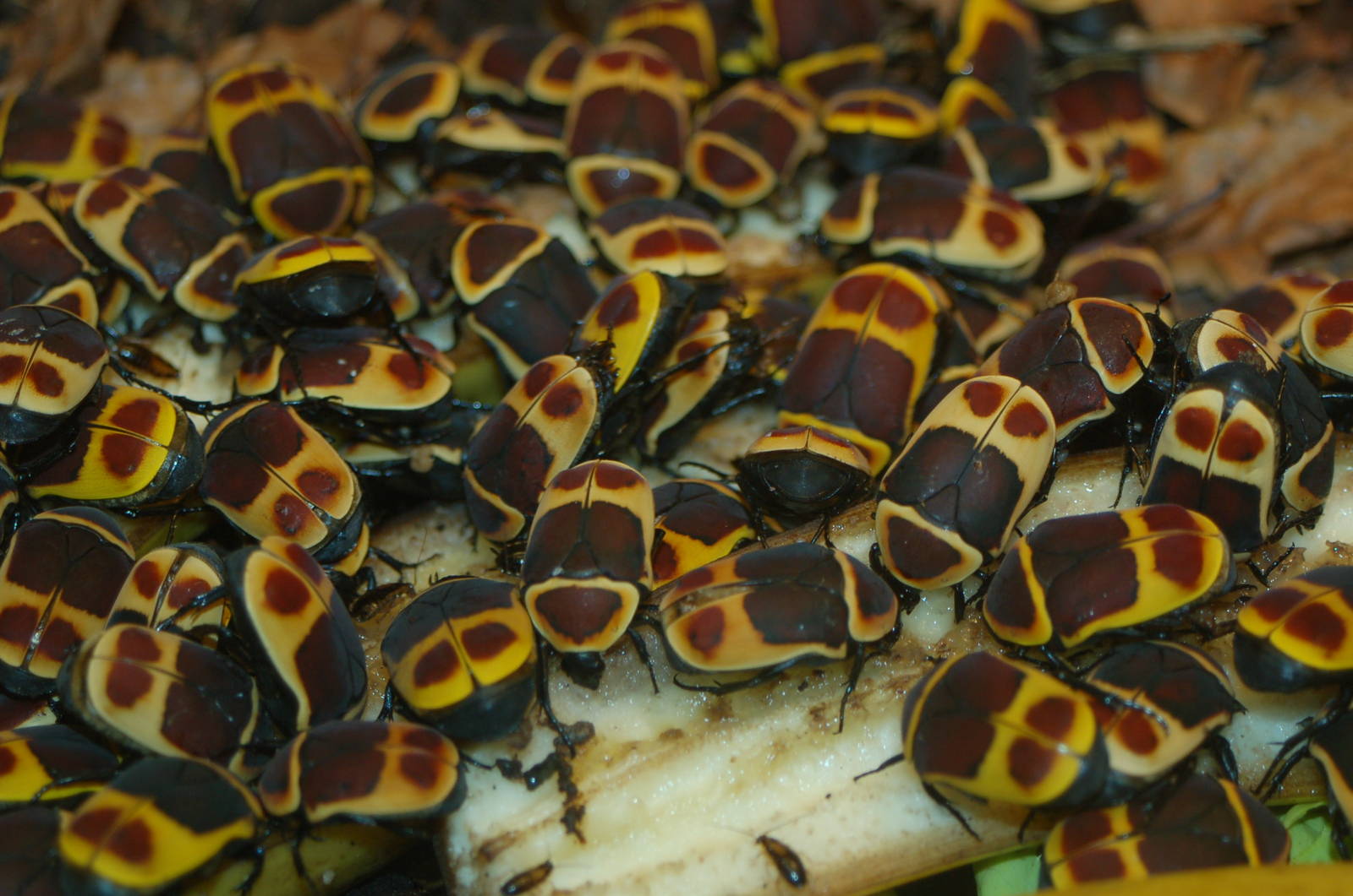 [i]Pachnoda marginata[/i]