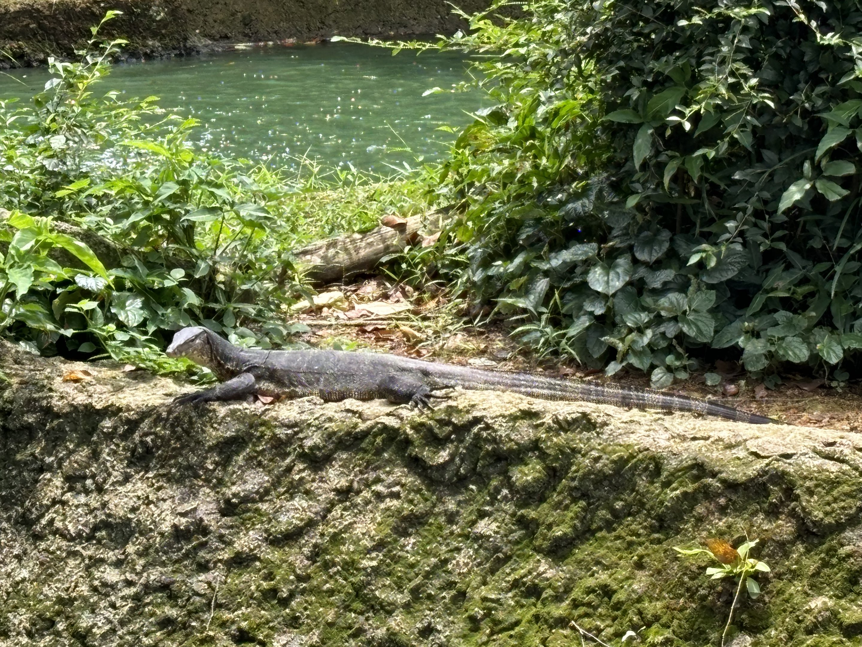 I saw at least 6 wild monitors at the zoo