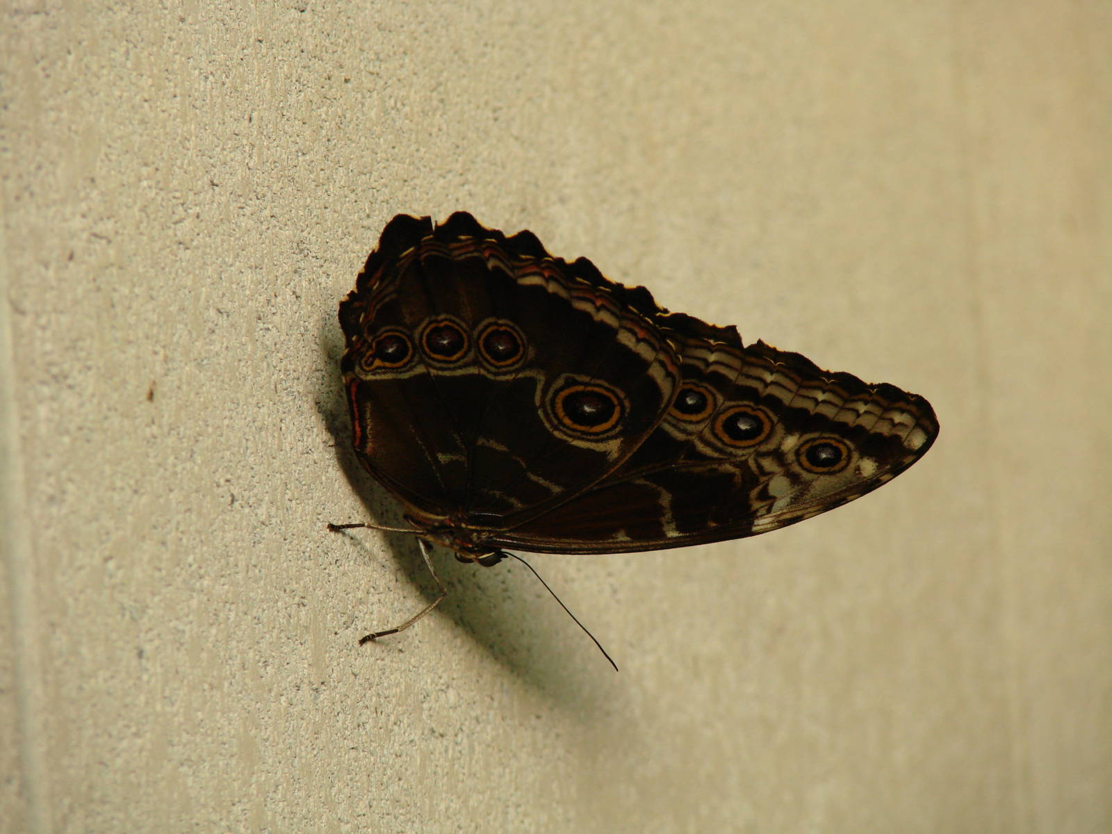 I see you - Wings of Paradise