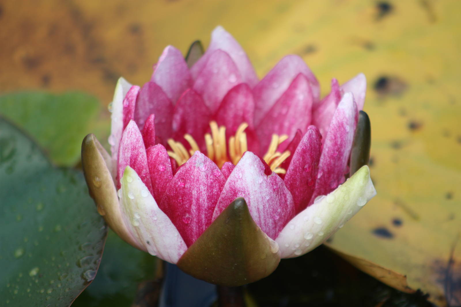 I shall not say it again, 16th October 2014