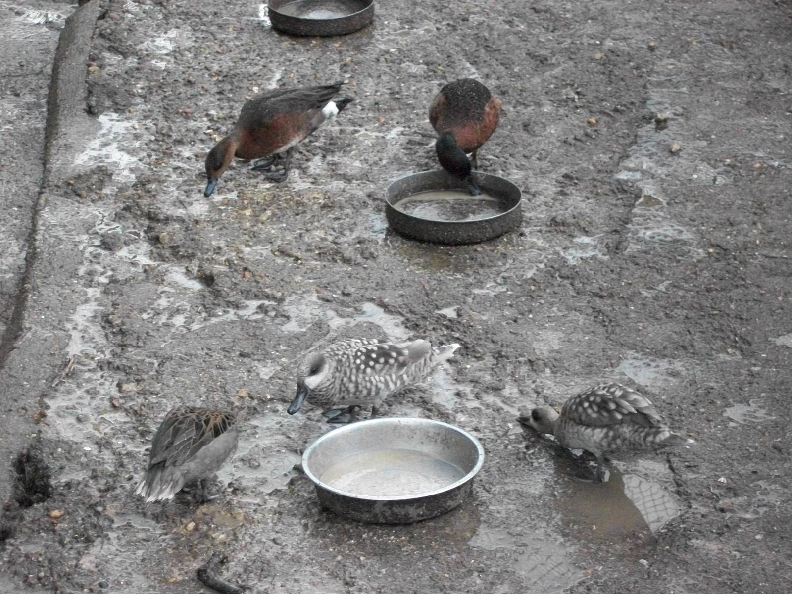 I shall not use the obvious cliche, 11th May 2014