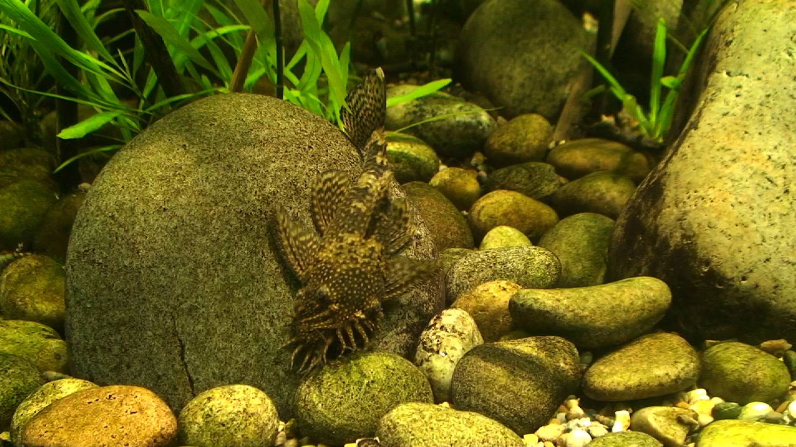 I should know this one, and I will if someone reminds me...