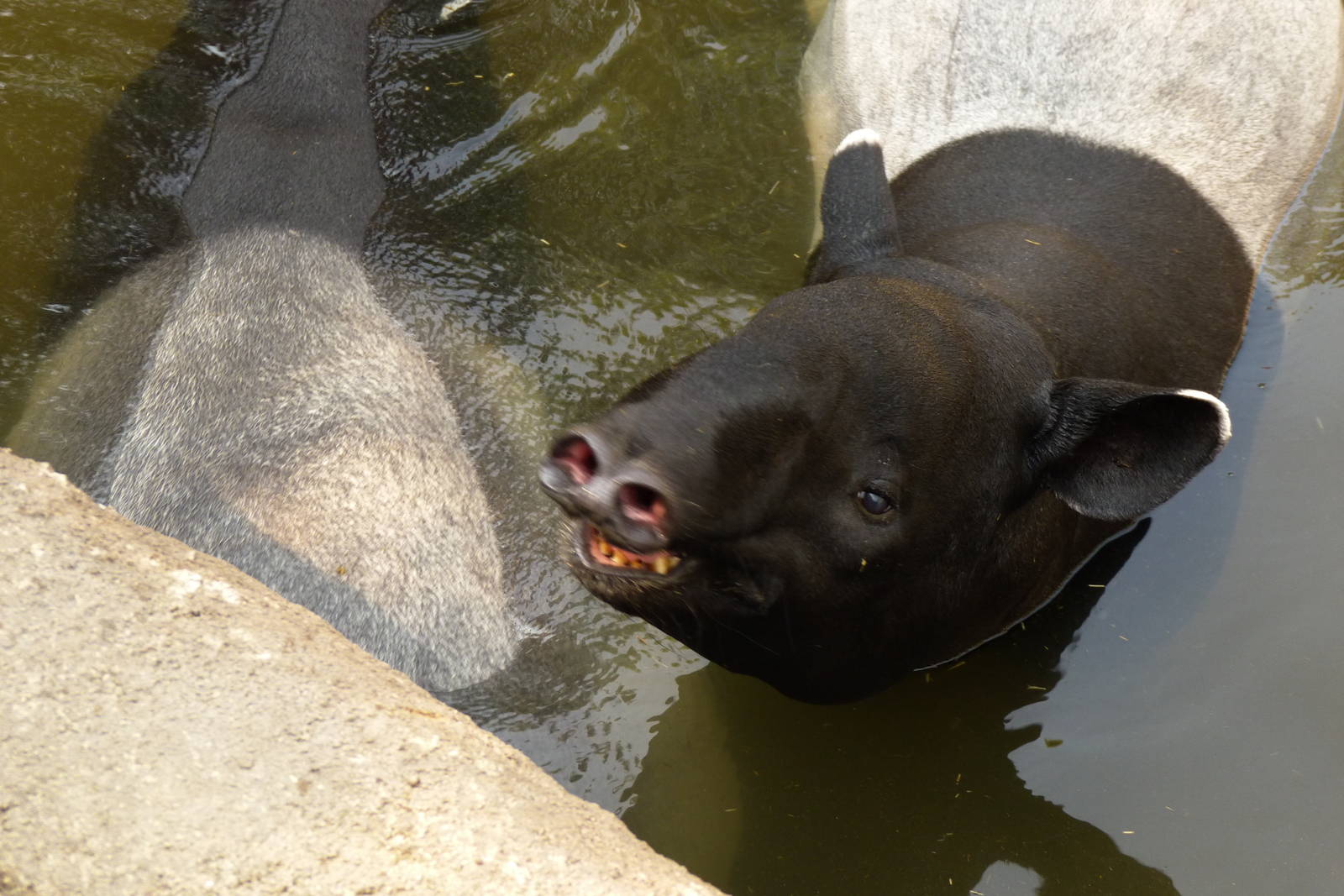 I Smell You (7-17-12)