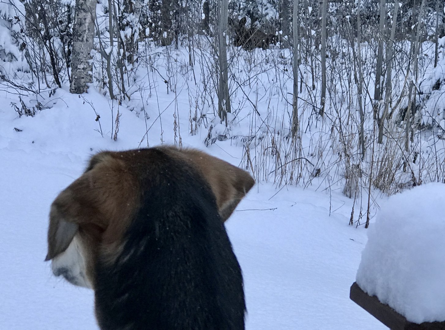 I spotted a Moose...1/1/20