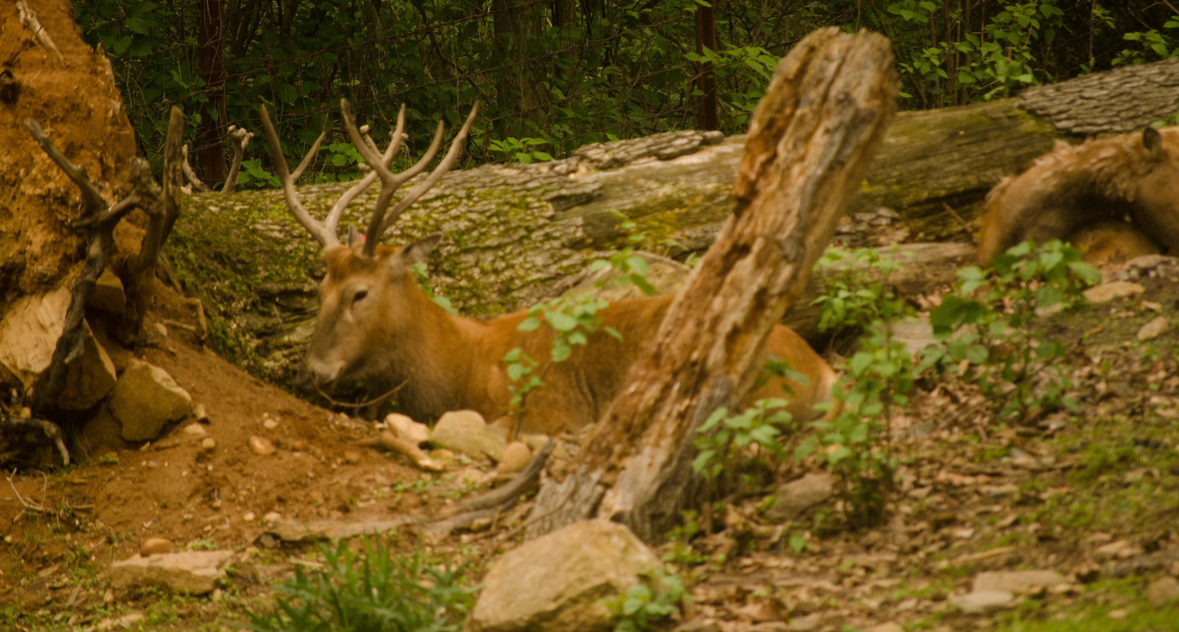 I think a red deer not sure