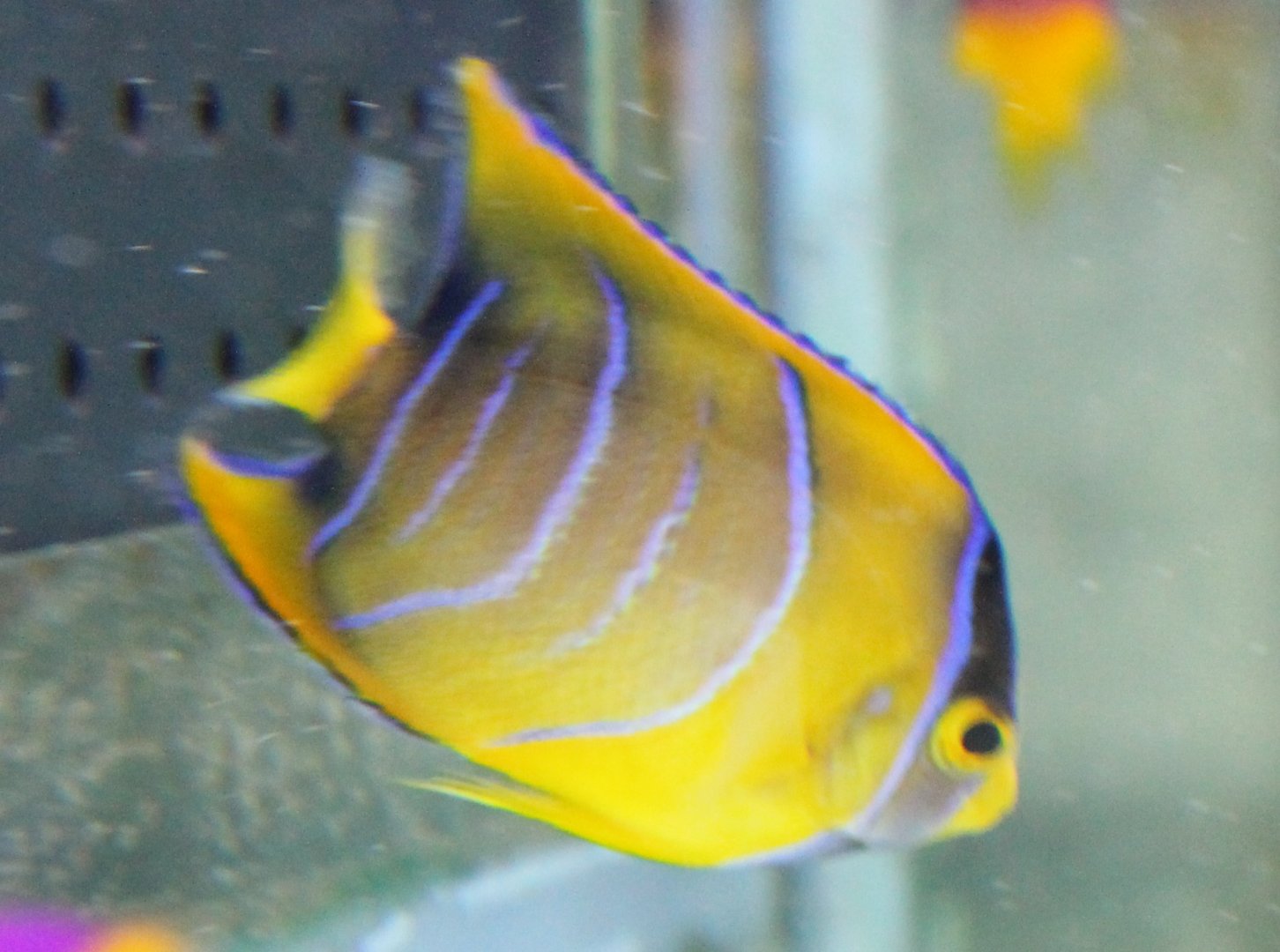 I think Holacanthus bermudensis