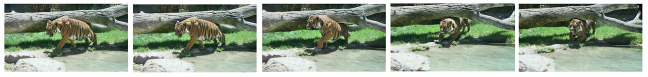 I think I need a taller log