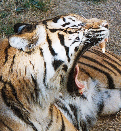 i think i need to see a dentist