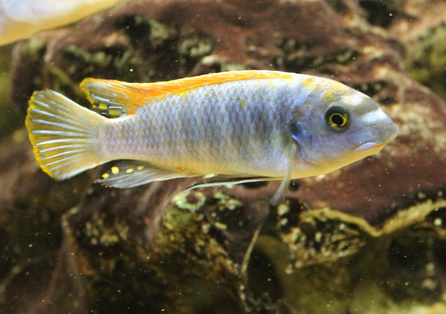 I think Labeotropheus trewavasae