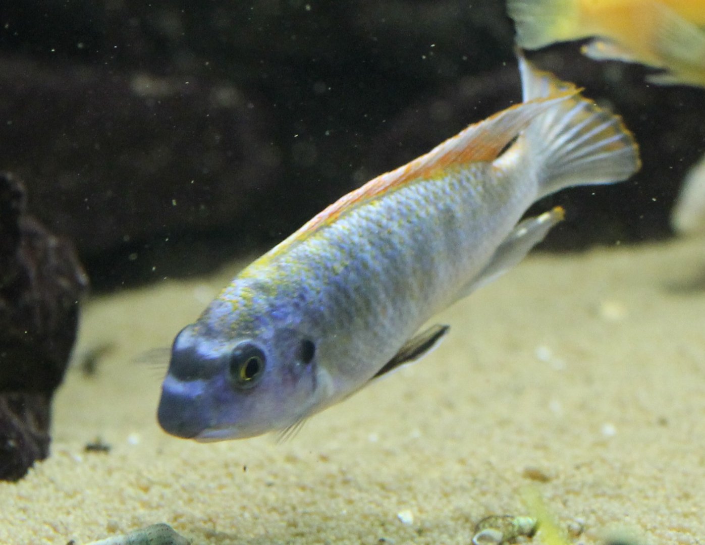 I think Labeotropheus trewavasae