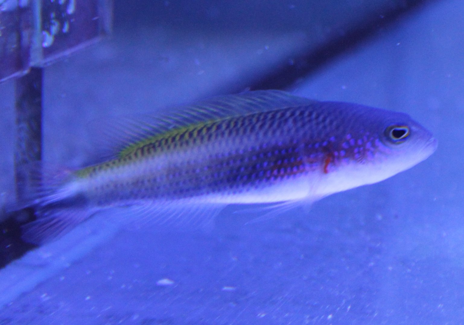 I think Pseudochromis bitaeniatus