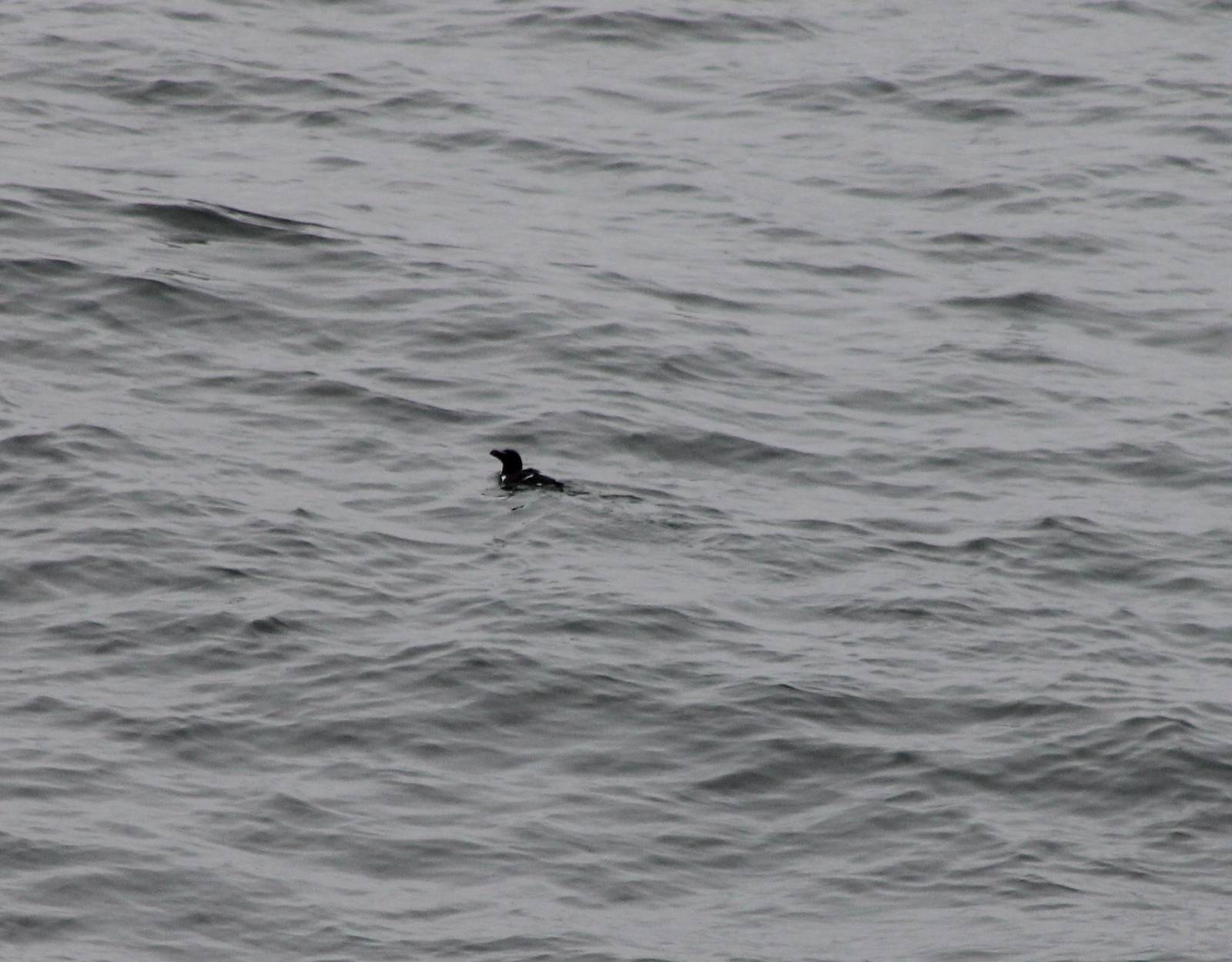 I think Razorbill