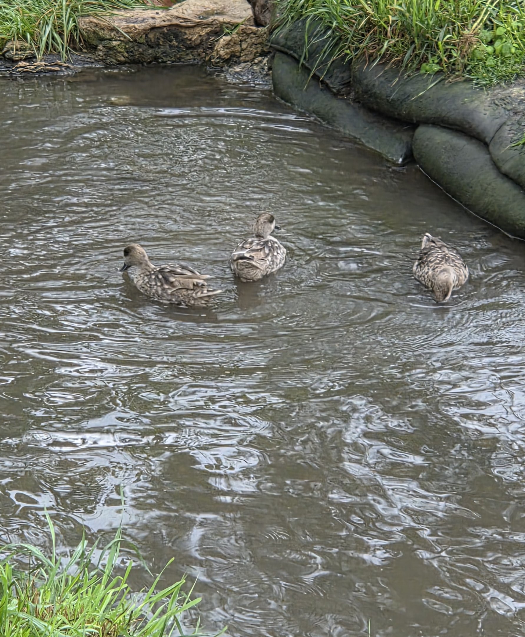 I think these are marbled teal, could someone confirm? Thanks