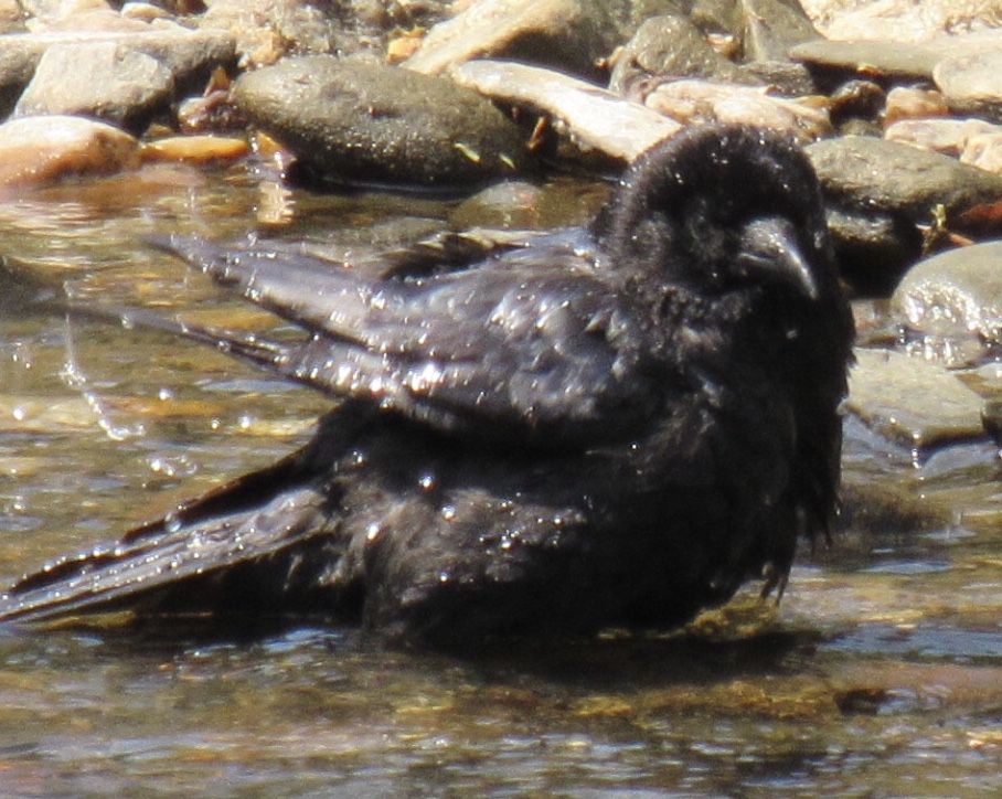 I think this is a fish crow