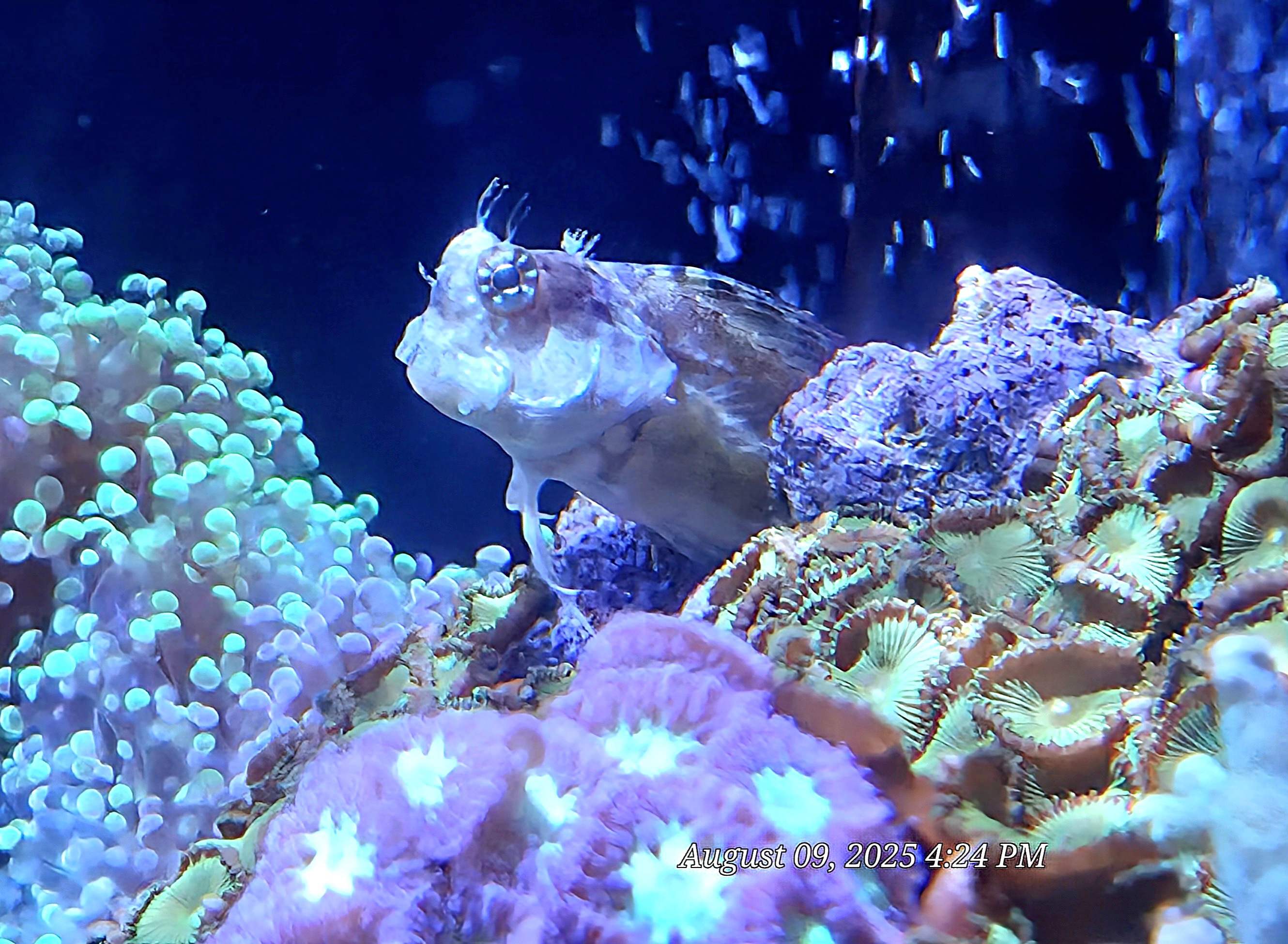I think this is a Lawnmower Blenny,  but I'm not really sure.