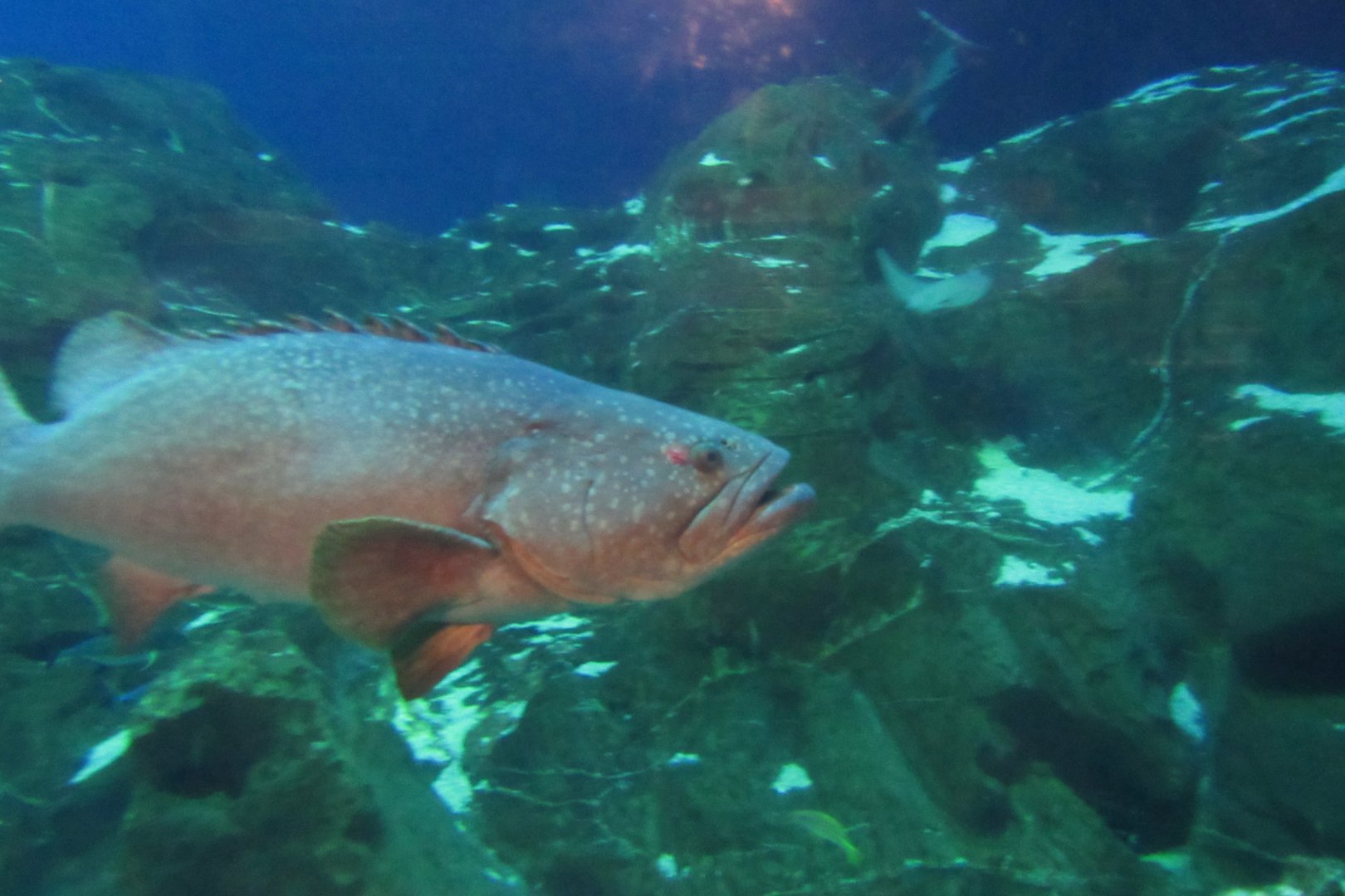 I think this is a queensland grouper