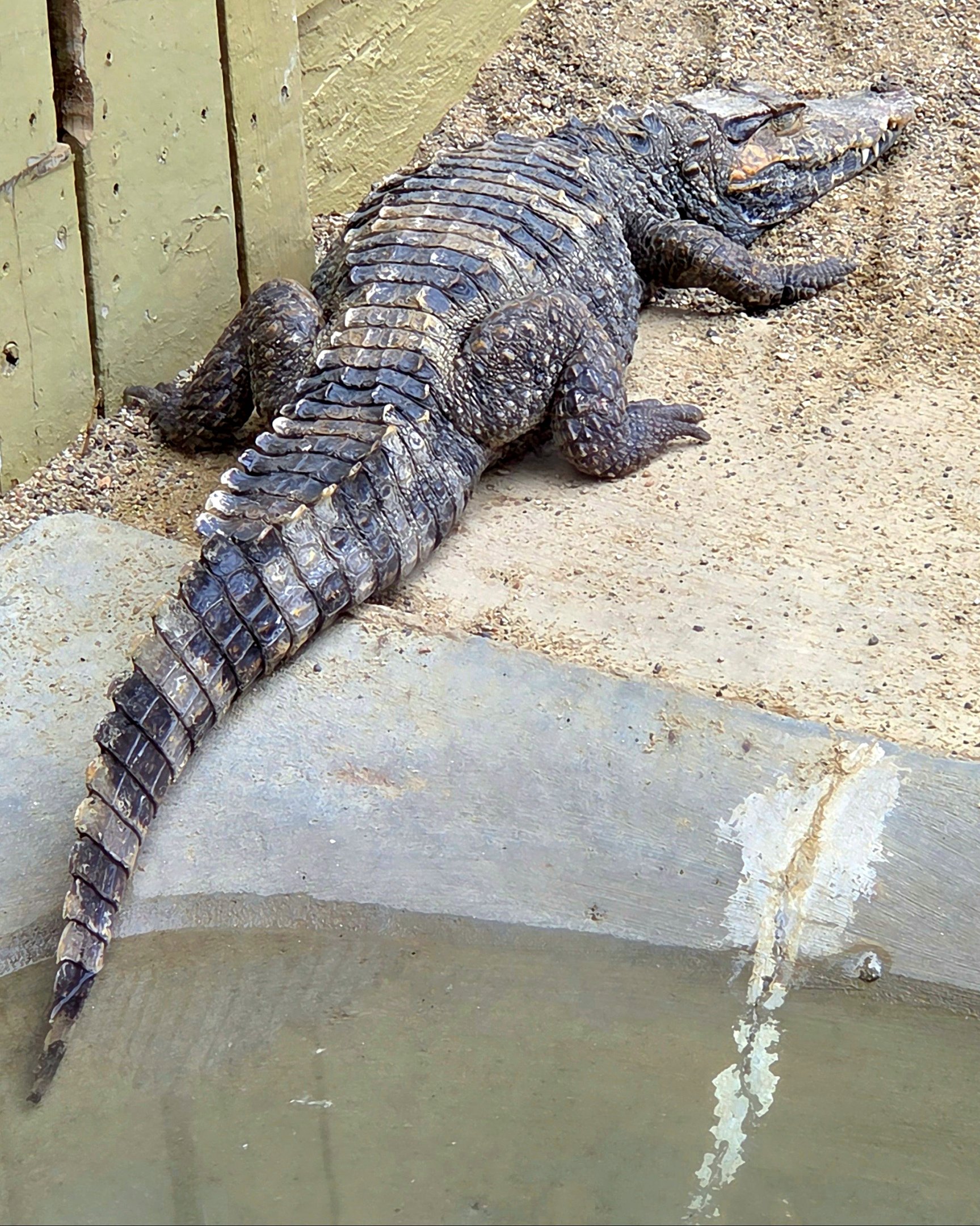 I think this is a Smooth-Fronted Caiman. Can anyone please confirm for me?