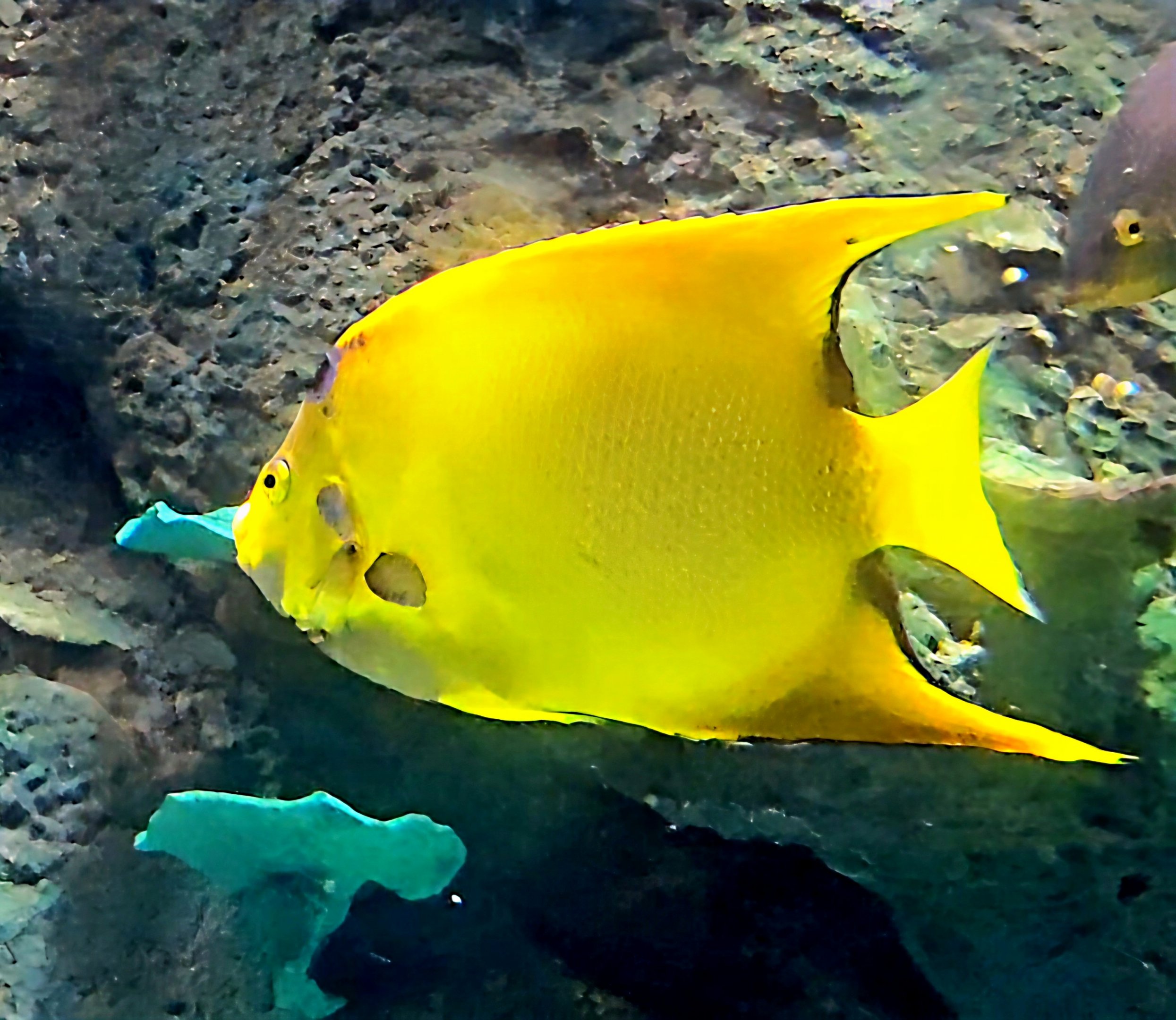 I think this is possibly a Queen Angelfish,  but can anyone confirm or if not identity?