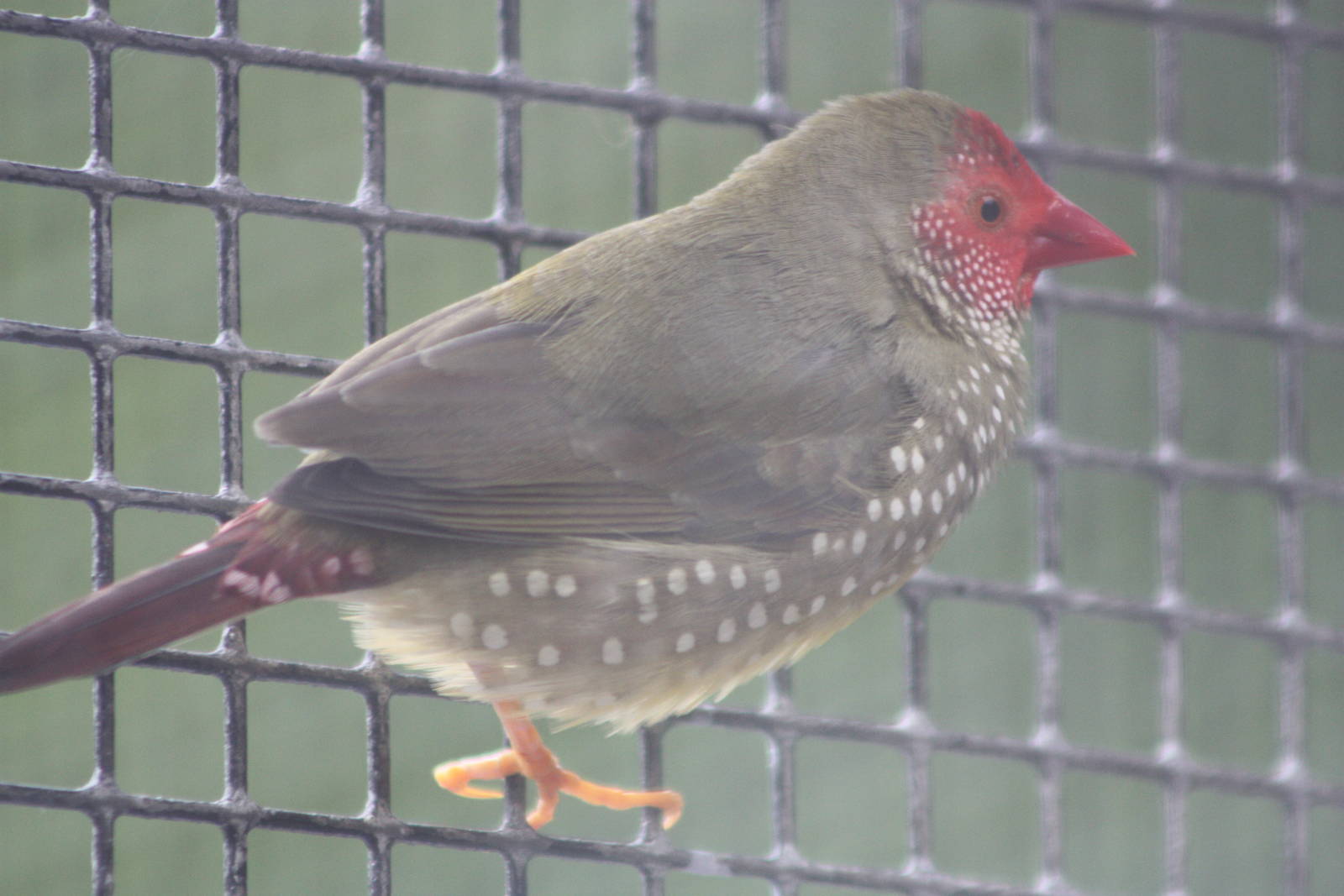 I think this is the new one, 28th June 2014