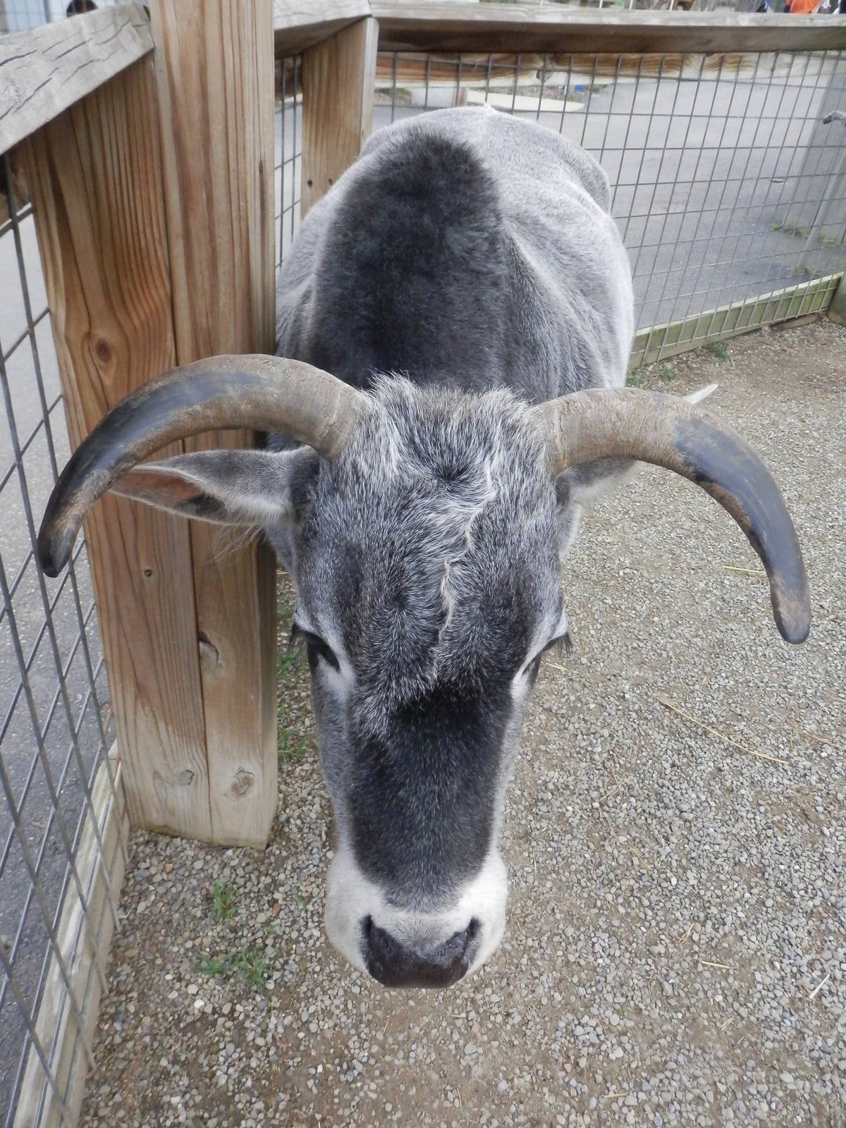 I too, fell in love with a sweet Zebu!