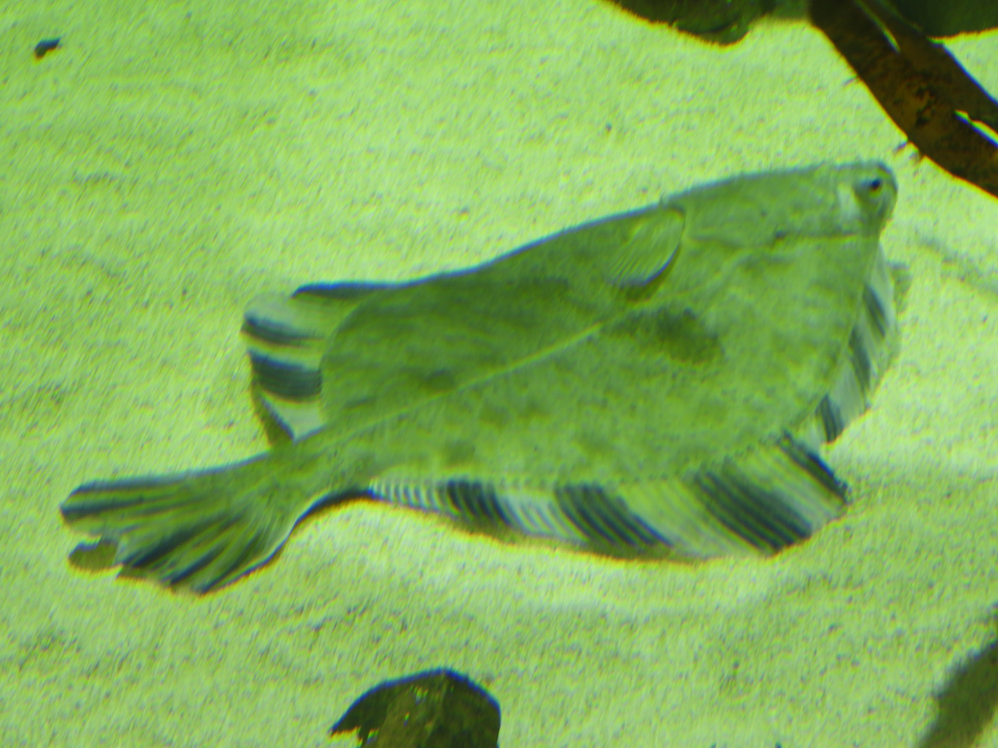 I took this picture for the halibut