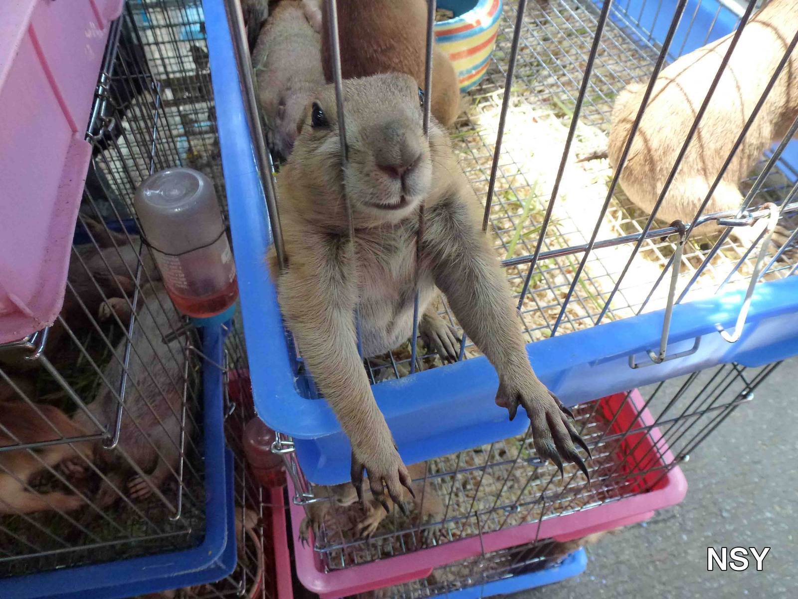 I want a hug! - Chatuchak market, June 2013.
