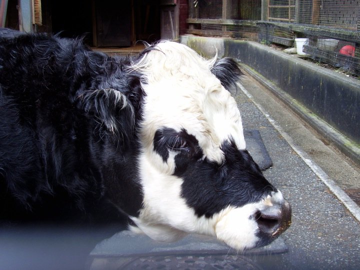 I want this cow!