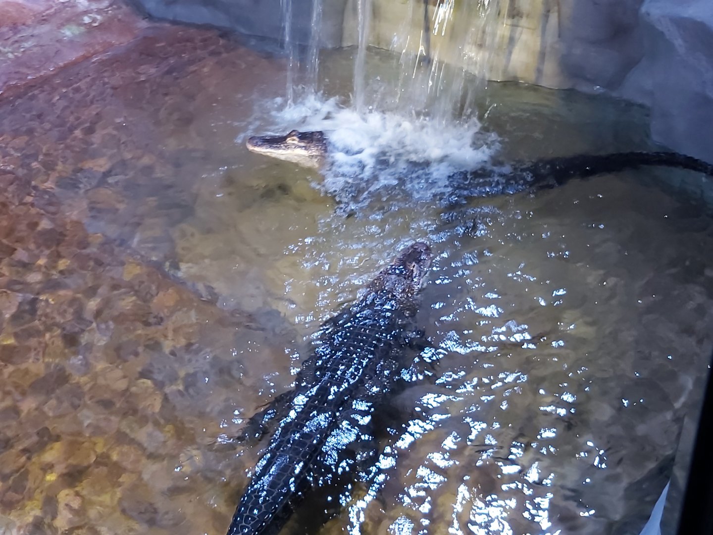 I want to shower too!