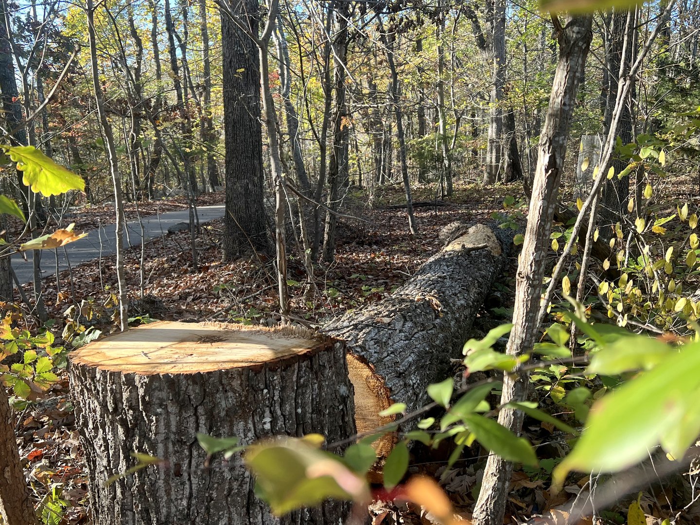 I wonder if it made a sound