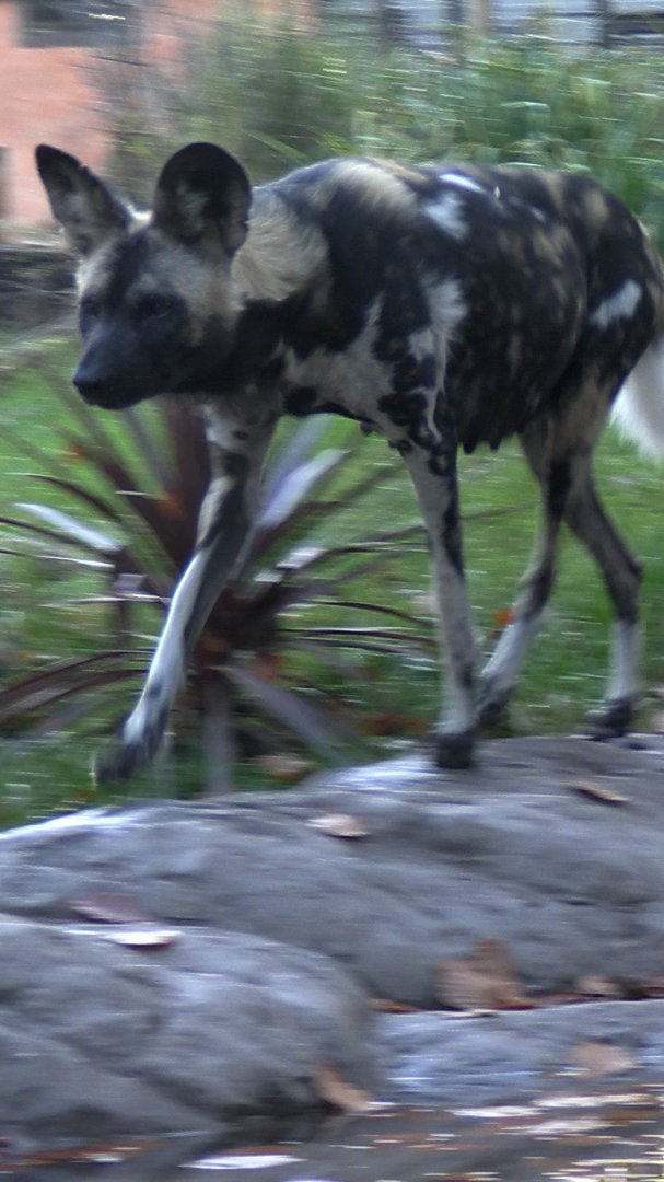 I wonder if she's pregnant?