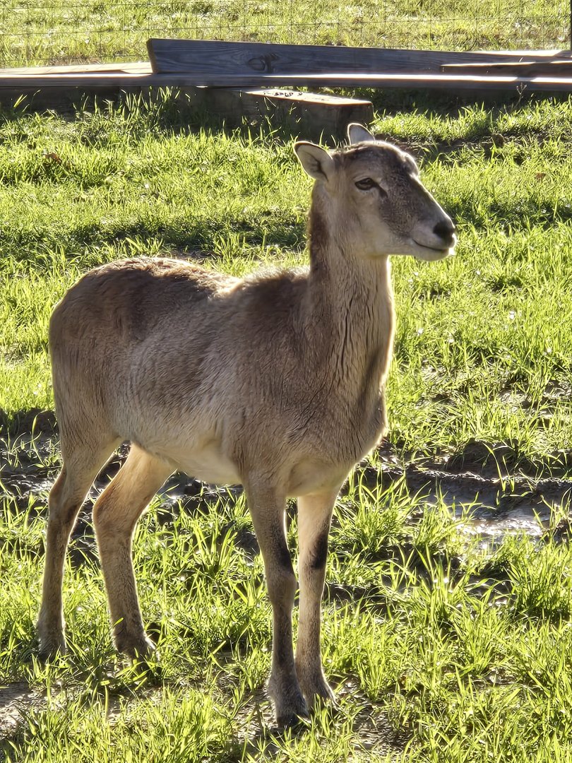 I wonder why Female mouflon look like deer?