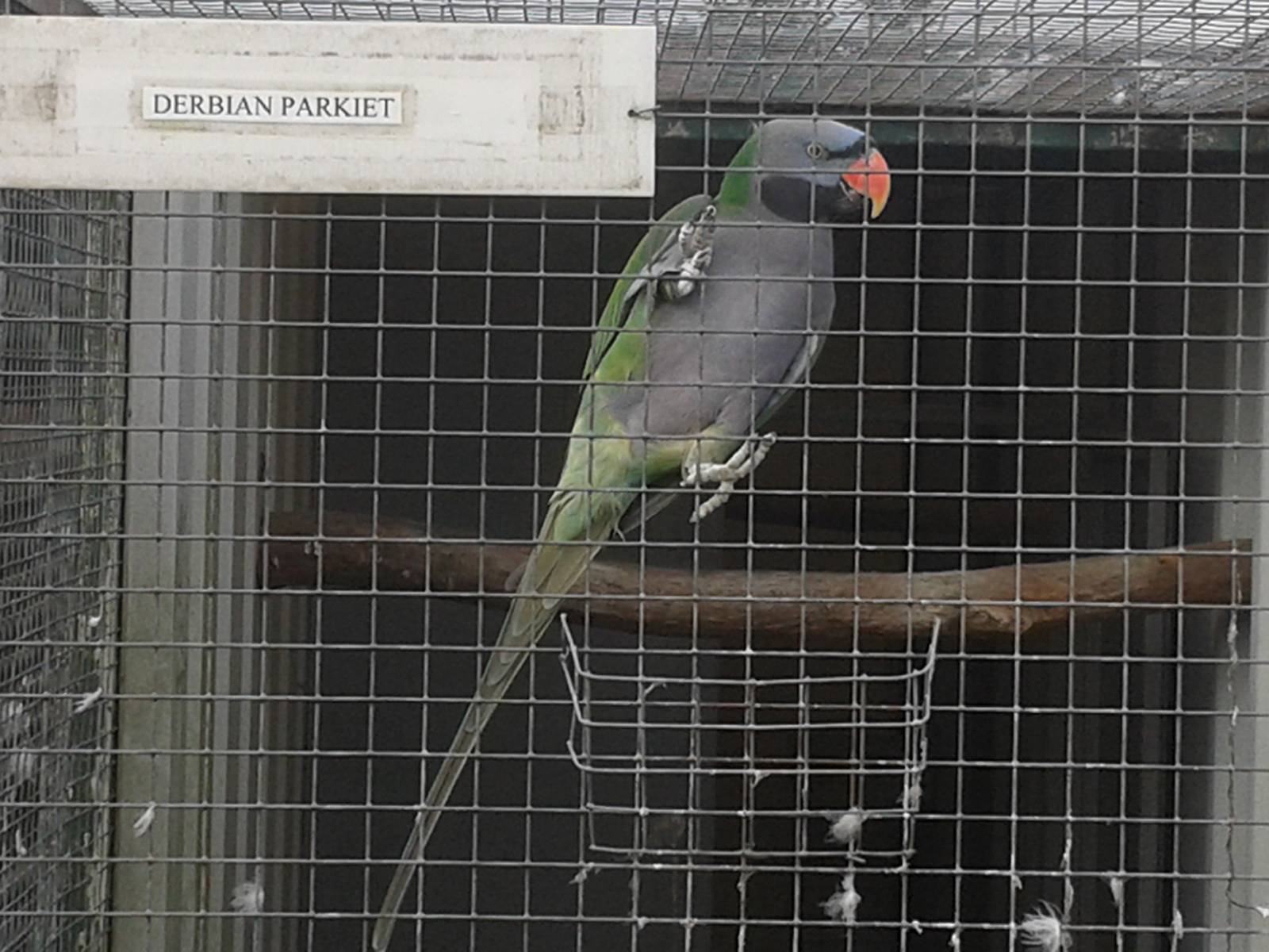I would say Derbyan parakeet ;)