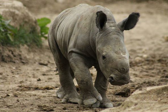 Ian Baby Rhino - April 2015