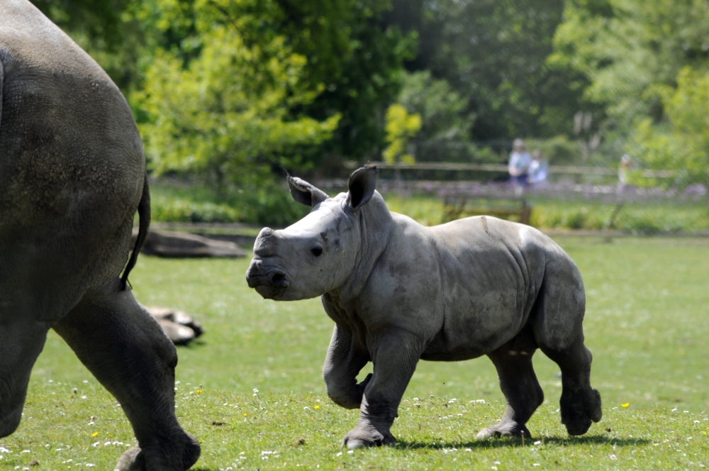 Ian - Baby White Rhinoceros