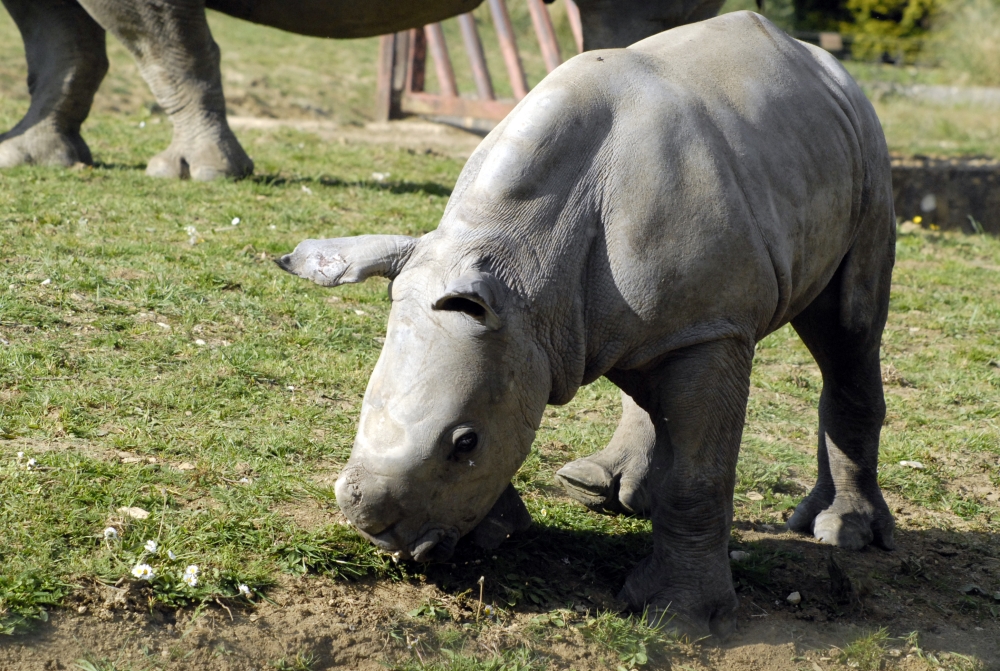 Ian - Baby White Rhinoceros