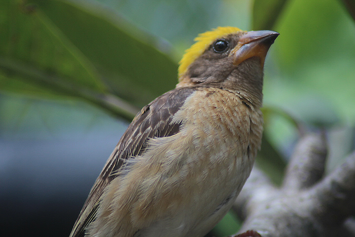 Ibarbo Park - Baya weaver (Ploceus philippinus infortunatus)