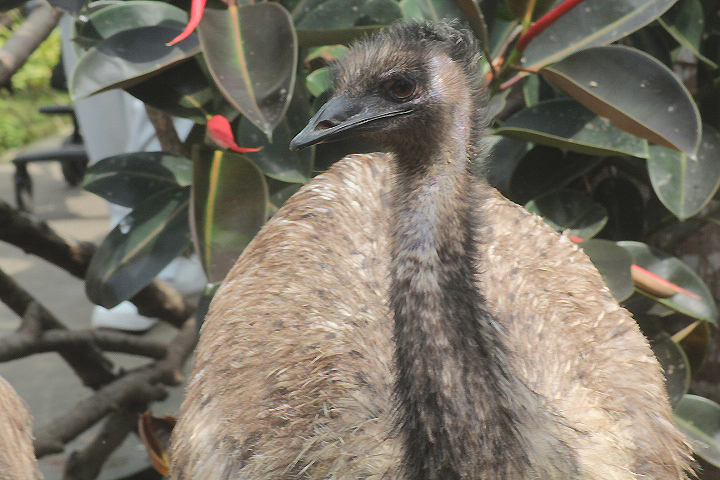 Ibarbo Park - Common emu (Dromaius novaehollandiae novaehollandiae)