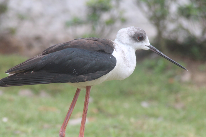 Ibarbo Park- Common stilt (Himantopus himantopus himantopus)