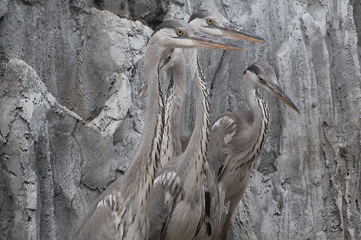 Ibarbo Park - Eastern grey heron (Ardea cinerea jouyi)