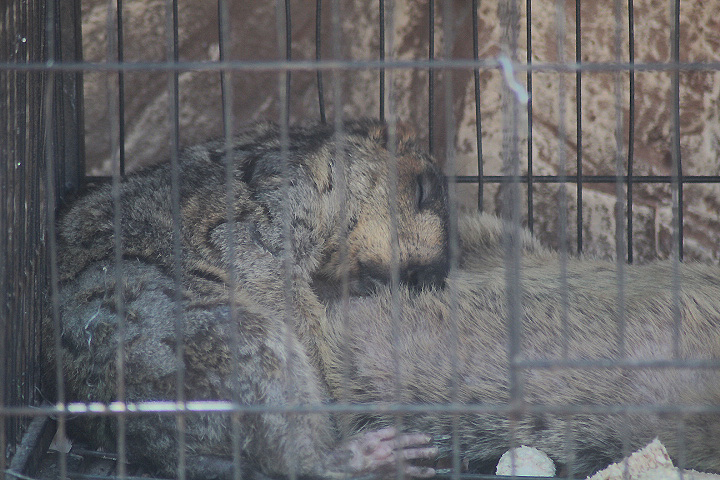 Ibarbo Park - Himalayan marmot (Marmota himalayana robusta)