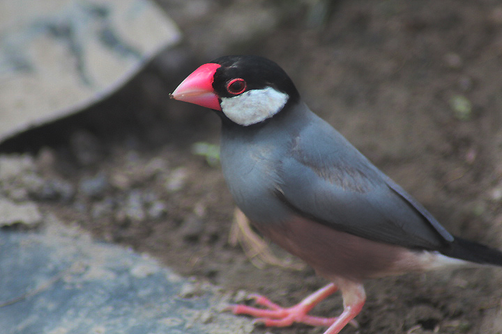 Ibarbo Park - Java sparrow (Lonchura oryzivora)