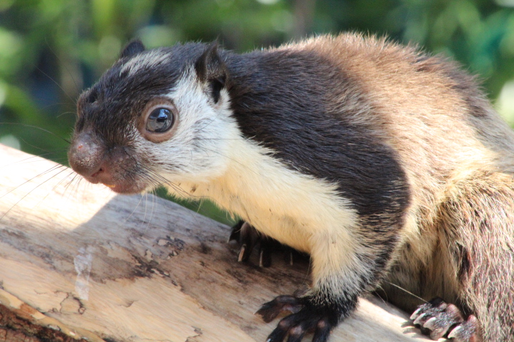 Ibarbo Park - Javan giant squirrel (Ratufa bicolor bicolor)