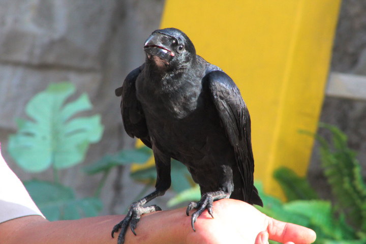 Ibarbo Park - Large-billed crow (Corvus macrorhynchos macrorhynchos)
