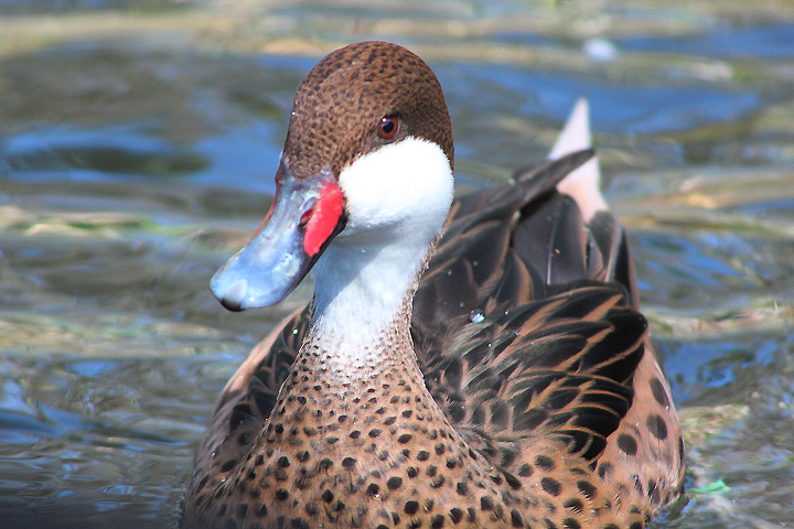 Ibarbo Park - Northern white-cheeked pintail (Anas bahamensis bahamensis)